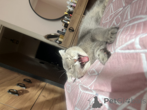 Photo №1. scottish fold - à vendre en ville de Баку | négocié | Annonce № 140154