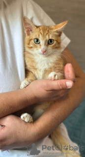 Photos supplémentaires: L'affectueuse fille chaton est entre de bonnes mains !