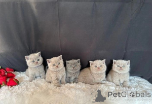Photo №1. british shorthair - à vendre en ville de Zürich | 400€ | Annonce № 172040
