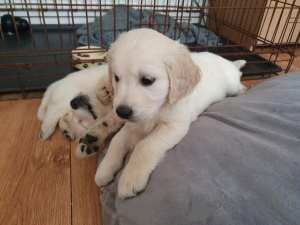 Photos supplémentaires: Beaux chiots Golden Retriever vaccinés à vendre