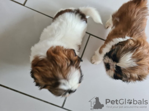 Photo №1. shih tzu - à vendre en ville de Degerdal | 320€ | Annonce №123491