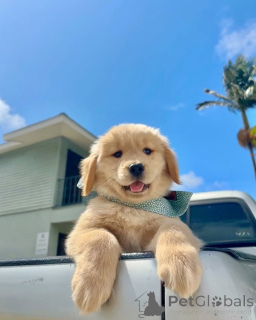 Photo №2 de l'annonce № 157842 de la vente golden retriever - acheter à Pays Bas annonce privée