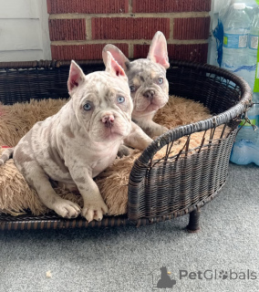 Photo №2 de l'annonce № 147472 de la vente american bully - acheter à Allemagne annonce privée