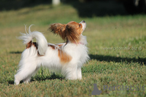 Photos supplémentaires: Papillon, chienne de race