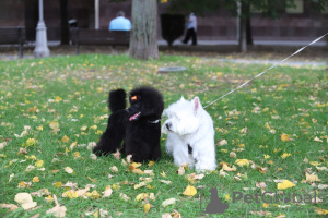 Photo №4. Je vais vendre caniche (jouet) en ville de Belgrade. éleveur - prix - négocié