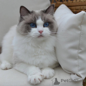 Photo №1. ragdoll - à vendre en ville de Gżira | négocié | Annonce № 156964
