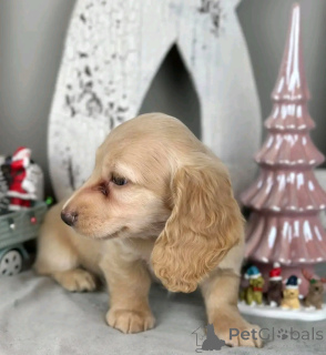 Photo №4. Je vais vendre chien bâtard en ville de Ohio. éleveur - prix - négocié