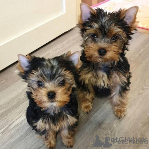 Photo №1. yorkshire terrier - à vendre en ville de Bucarest | négocié | Annonce №157980