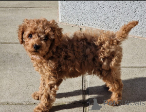Photo №3. Cavapoo Pups pour Rehoming !!. Suisse