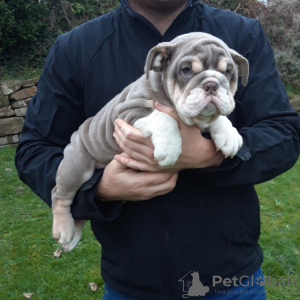 Photo №1. bulldog anglais - à vendre en ville de Saarbrücken | 385€ | Annonce №107204