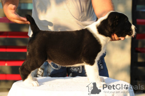 Photos supplémentaires: Chiots de berger d'Asie centrale