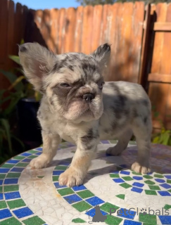 Photo №3. Bouledogue français disponible à l'adoption. Grèce