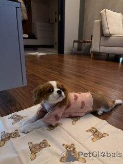 Photo №2 de l'annonce № 159565 de la vente cavalier king charles spaniel - acheter à Suisse annonce privée