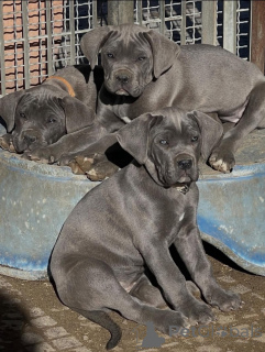 Photo №2 de l'annonce № 165237 de la vente cane corso - acheter à La Roumanie éleveur