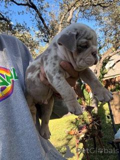 Photo №1. bulldog anglais - à vendre en ville de Loutraki | 350€ | Annonce №175584