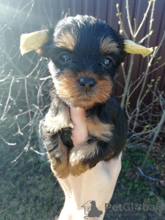 Photos supplémentaires: Chiots Yorkie/Kawaiiork