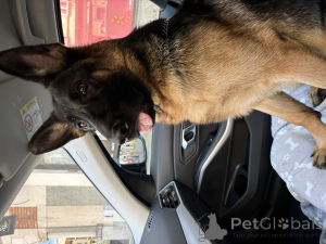 Photo №4. Je vais vendre berger allemand en ville de Bruxelles. annonce privée, éleveur - prix - 4500€