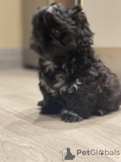 Photo №4. Je vais vendre chien bâtard en ville de Birkirkara. annonce privée - prix - négocié