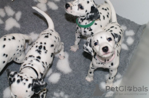 Photo №1. dalmatien - à vendre en ville de Copenhague | Gratuit | Annonce №125670