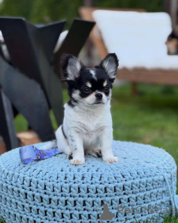 Photo №2 de l'annonce № 152581 de la vente chihuahua - acheter à Allemagne annonce privée