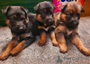 Photo №1. berger allemand - à vendre en ville de Balta | 500€ | Annonce №172680