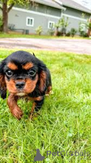 Photo №4. Je vais vendre cavalier king charles spaniel en ville de Paris. annonce privée, éleveur - prix - 700€