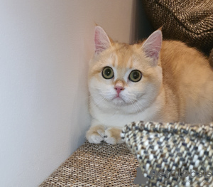 Photo №2 de l'annonce № 106678 de la vente british shorthair - acheter à Emirats Arabes Unis éleveur