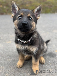 Photo №2 de l'annonce № 157400 de la vente berger allemand - acheter à Allemagne éleveur