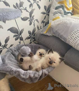 Photo №1. ragdoll - à vendre en ville de Phénix | 484€ | Annonce № 161379