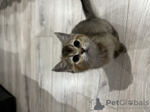 Photo №3. Le chat est prêt à emménager dans une nouvelle maison !. Pologne