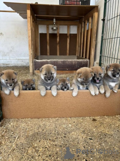 Photo №1. shiba - à vendre en ville de Zrénjanin | 700€ | Annonce №151756