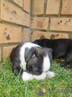 Photo №1. staffordshire bull terrier - à vendre en ville de Ville de Londres | 850€ | Annonce №165548