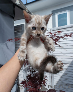 Photo №1. bengal - à vendre en ville de Lisbonne | négocié | Annonce № 155706