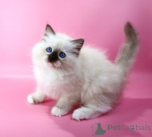Photo №1. ragdoll - à vendre en ville de Эш-сюр-Альзетт | négocié | Annonce № 139633