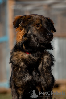 Photo №4. Je vais vendre chien bâtard en ville de Москва. de l'abri - prix - Gratuit