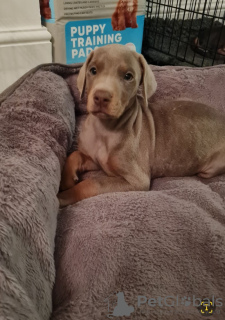 Photo №1. dobermann - à vendre en ville de Vilvoorde | 420€ | Annonce №131482