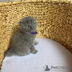 Photo №3. Chatons British Shorthair pour les nouvelles maisons.. Suède