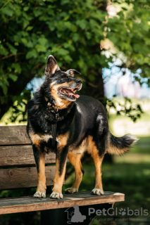 Photo №2 de l'annonce № 118848 de la vente chien bâtard - acheter à Fédération de Russie annonce privée