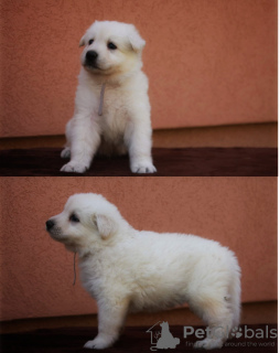 Photo №2 de l'annonce № 19724 de la vente berger blanc suisse - acheter à Fédération de Russie de la fourrière