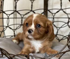 Photo №1. cavalier king charles spaniel - à vendre en ville de Geel | 400€ | Annonce №96203