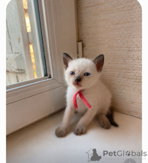 Photo №1. siamois - à vendre en ville de Husum | 350€ | Annonce № 172022