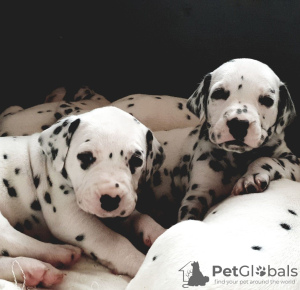 Photo №1. dalmatien - à vendre en ville de Friedberg (Hessen) | négocié | Annonce №30186