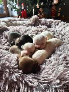 Photo №3. Chiots Chihuahua à poil long FCI. Pologne