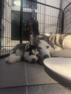Photo №2 de l'annonce № 131353 de la vente husky de sibérie - acheter à Espagne annonce privée