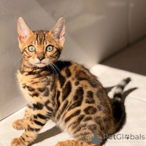 Photo №1. bengal - à vendre en ville de Gérits | négocié | Annonce № 169871