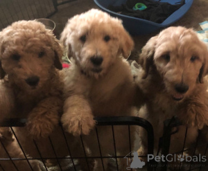 Photo №3. Mini Goldendoodles F1B. France