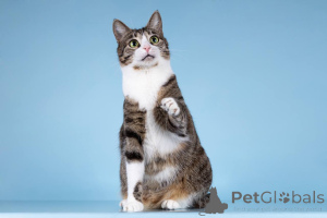 Photo №4. Je vais vendre  en ville de Khimki. de l'abri - prix - Gratuit