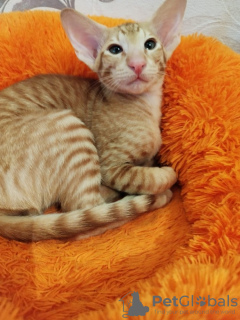 Photo №2 de l'annonce № 127670 de la vente oriental shorthair - acheter à Belgique annonce privée, éleveur