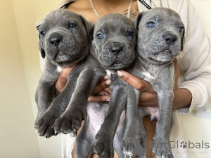 Photo №1. cane corso - à vendre en ville de Hellanmaa | négocié | Annonce №162111