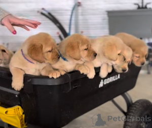 Photo №1. labrador retriever - à vendre en ville de Liège | 700€ | Annonce №163111